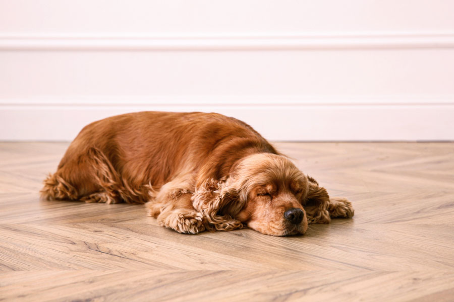 Choosing the Ideal Flooring for Homes With Dogs