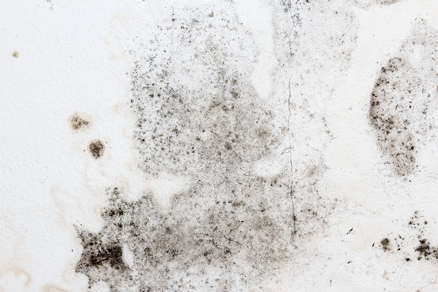 How to Get Rid of Mold Under Flooring