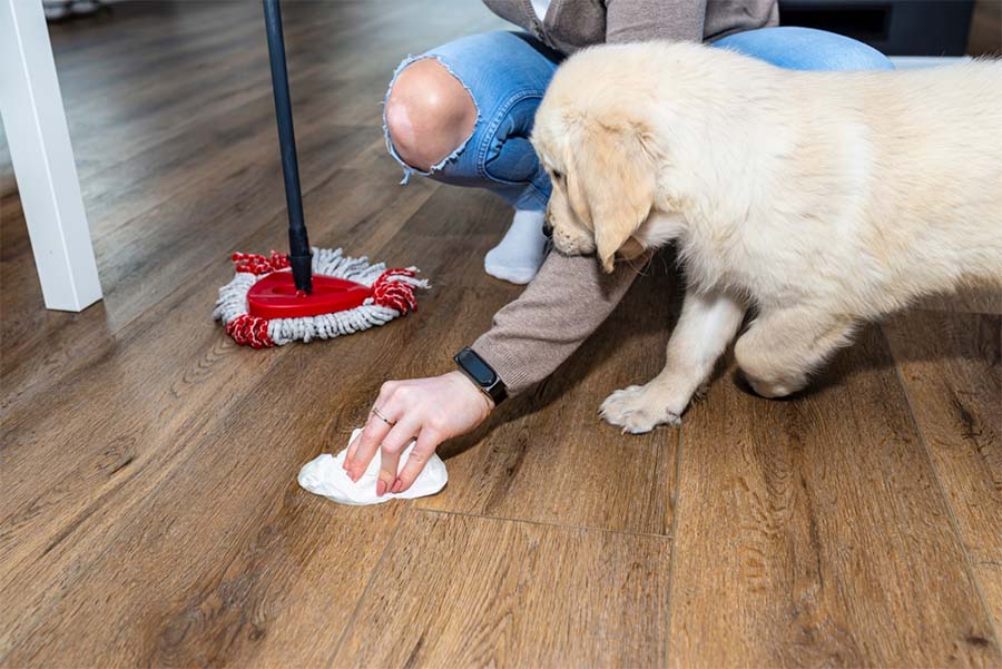 How to Get Rid of Pee Smell on Floor