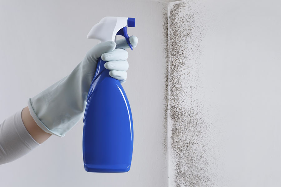 Mold Prevention and Remediation