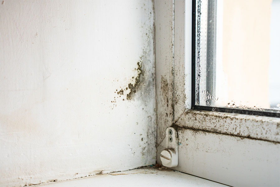 Can Mold Come back After Remediation