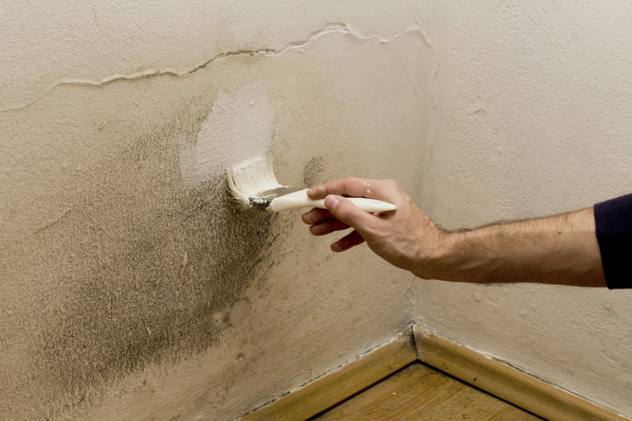 Can You Paint over Mold?