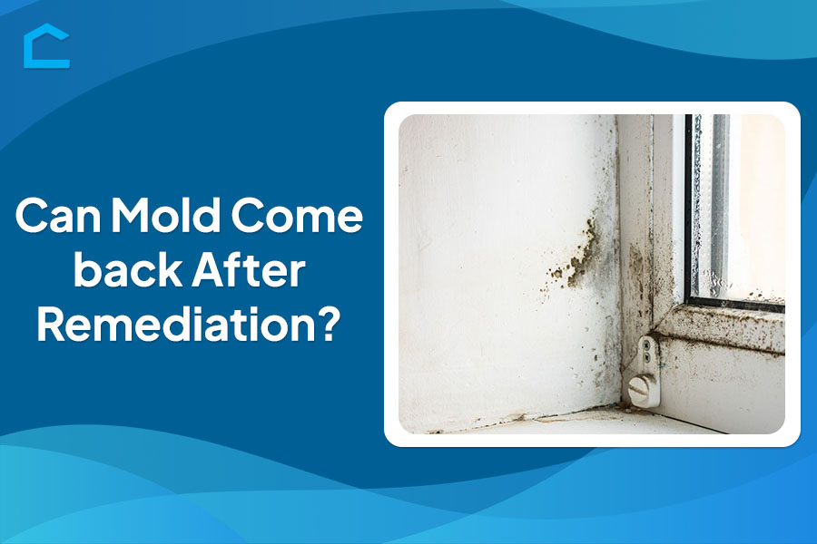 Can Mold Come back After Remediation