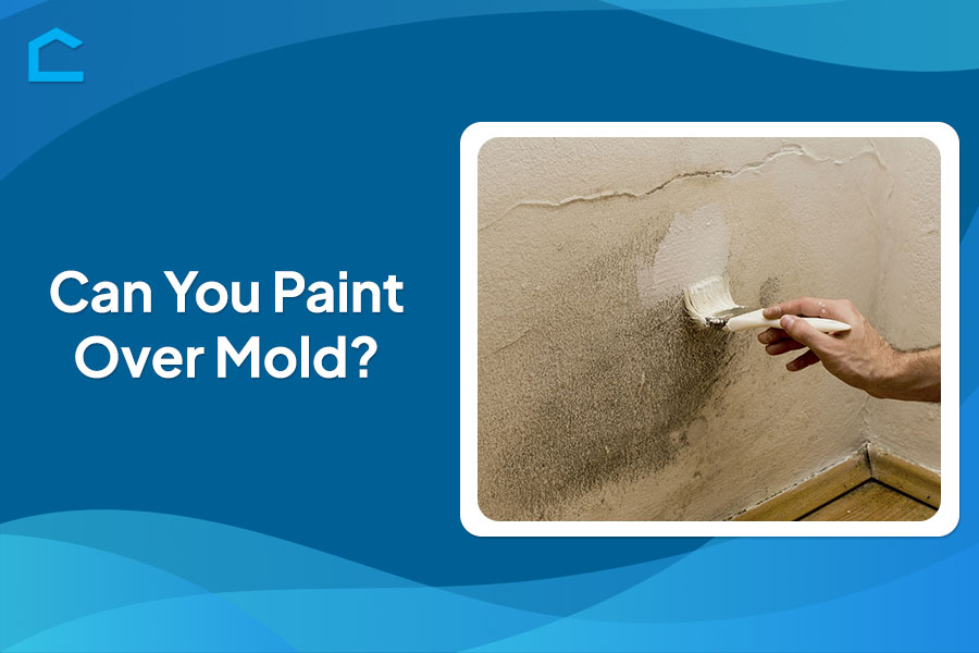 Can You Paint over Mold