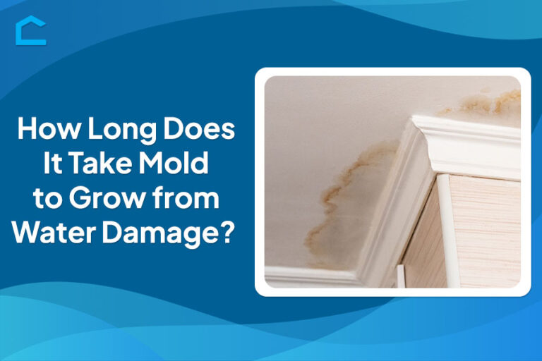 How Long Does It Take Mold to Grow from Water Damage?