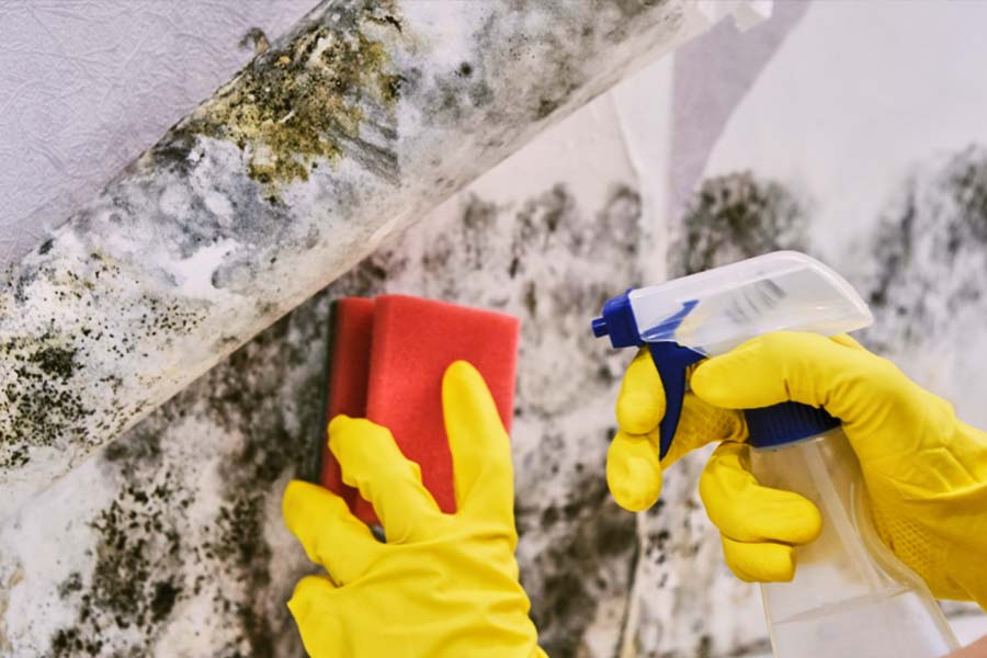 Mold Removal Tools and Materials Needed