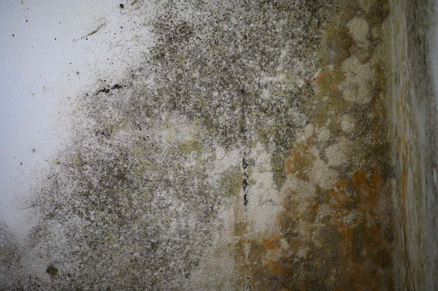 Mold Growth