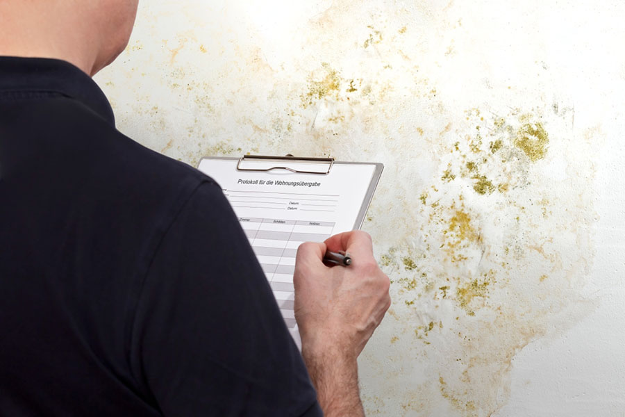 Professional Mold Inspection