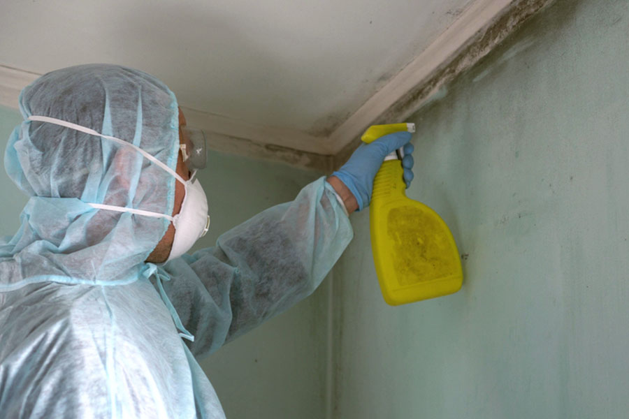 What Is Mold Remediation