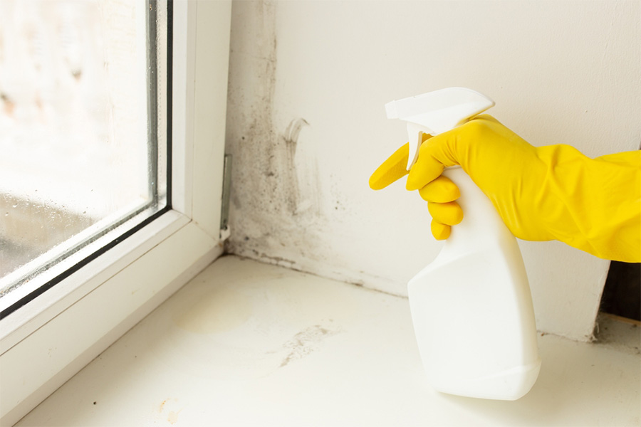 What to Do After Mold Remediation