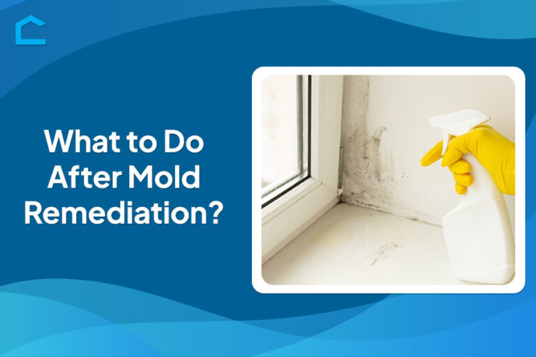 What to Do After Mold Remediation
