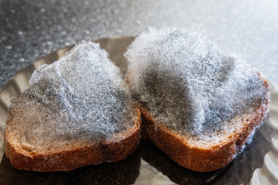 What-Causes-Mold-in-Cabinets