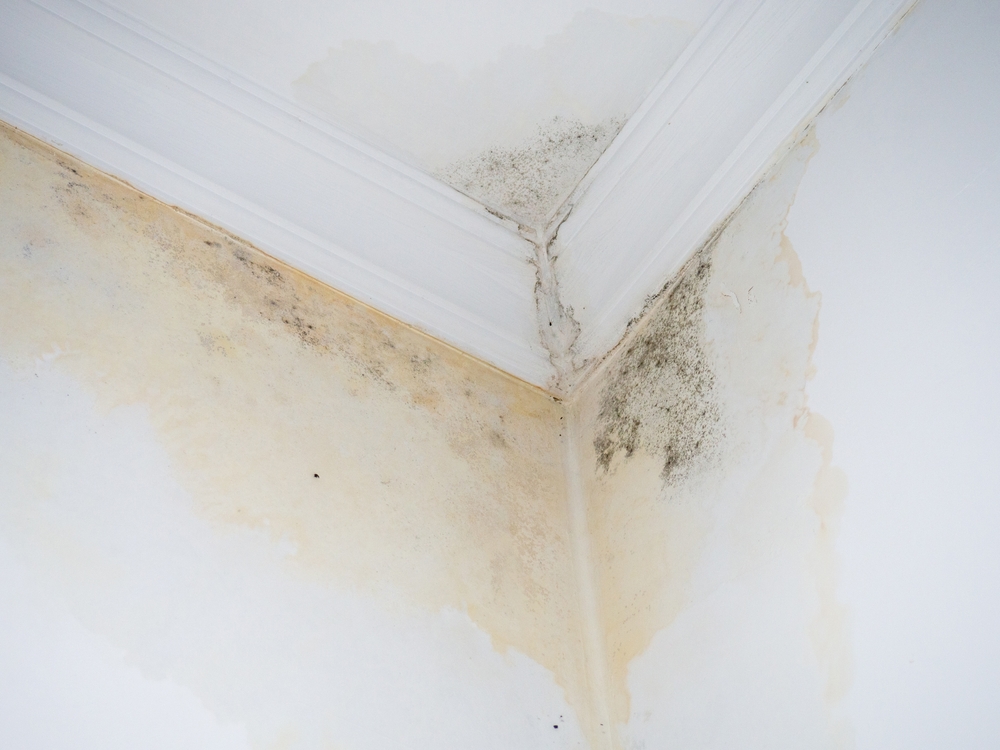 Water Damage Mold Types