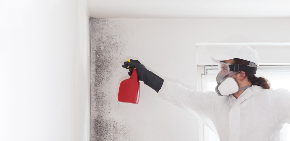 The Difference Between Mold Removal and Mold Remediation