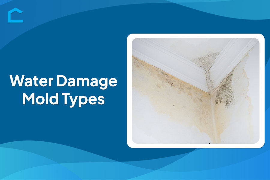 Water Damage Mold Types