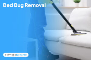 Bed-Bug-Removal