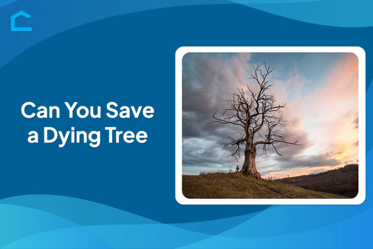 Can You Save a Dying Tree?