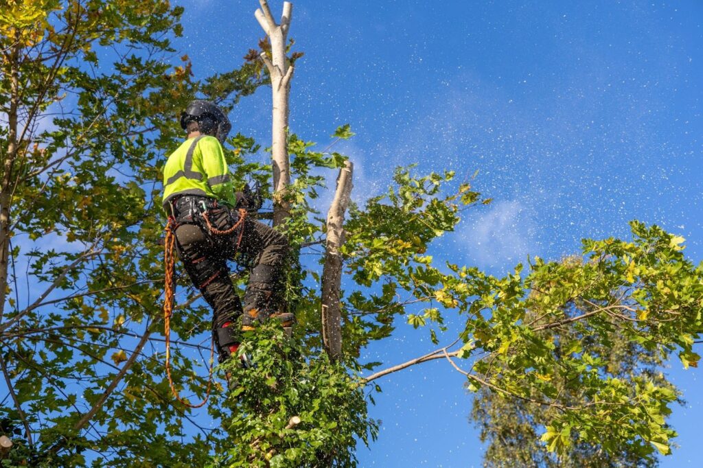 DIY vs. Professional Tree Pruning