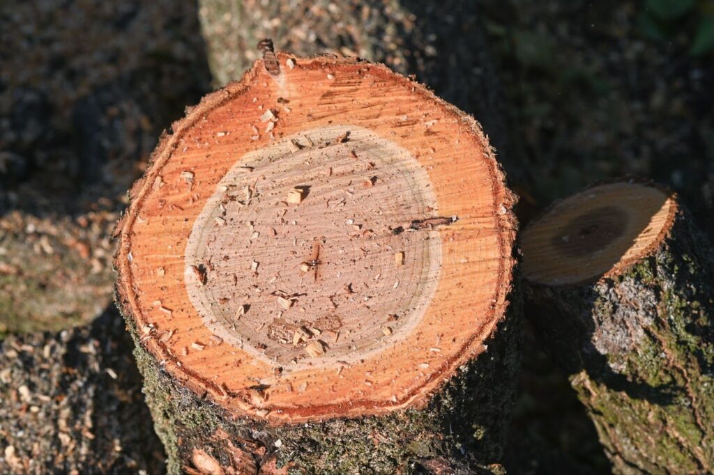 How Long Does Tree Removal Take