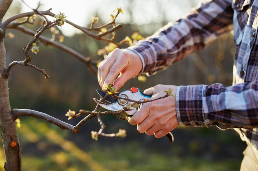 How Much Does Tree Pruning Cost