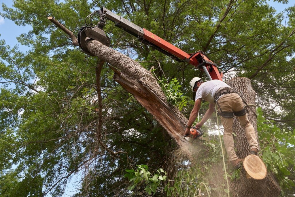 How Much Does Tree Removal Cost