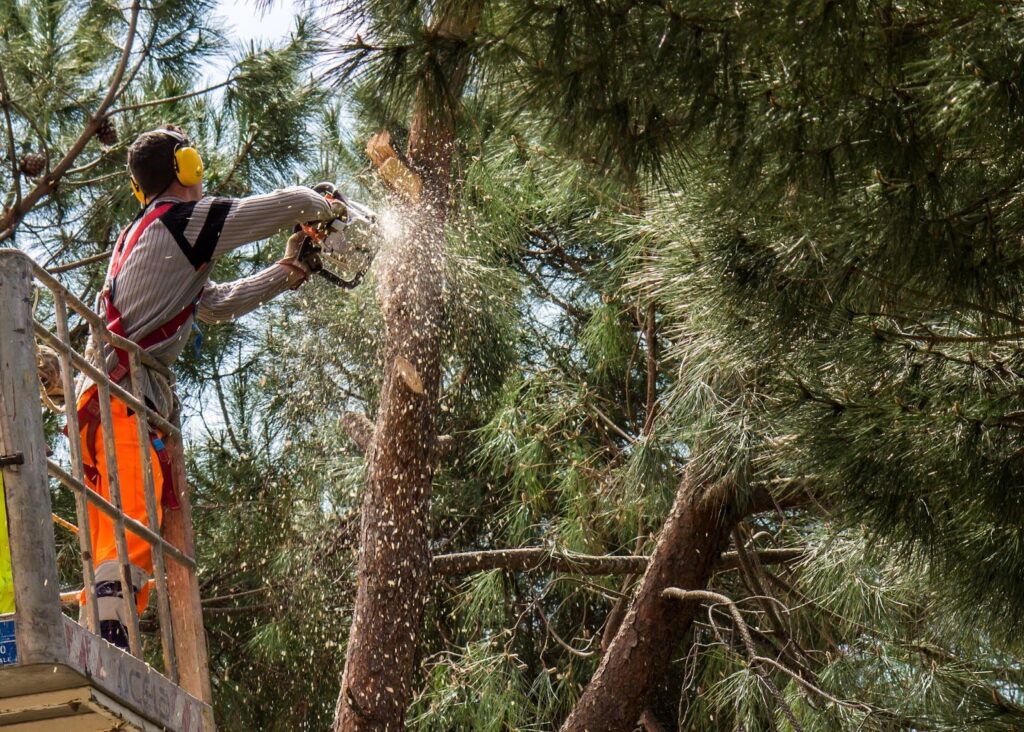 How Often Should You Get Your Trees Trimmed