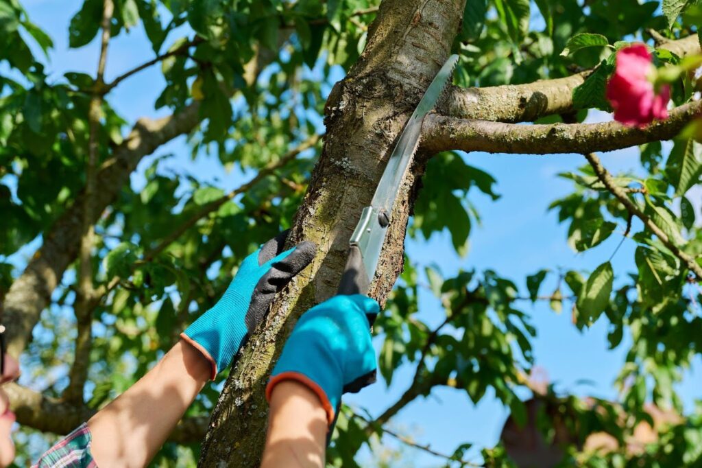 How Often to Trim Trees