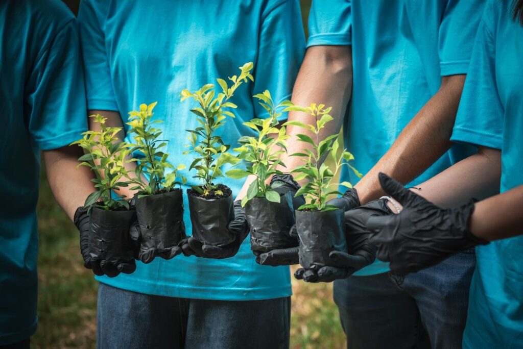 How to Save a Dying Tree Sapling