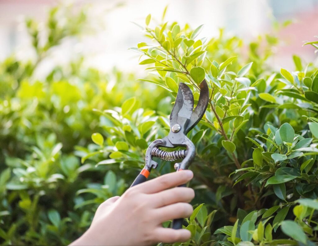 How to Trim a Tree