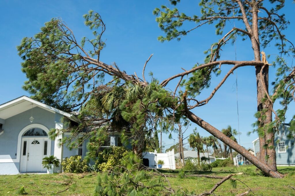 Removing Fallen Trees