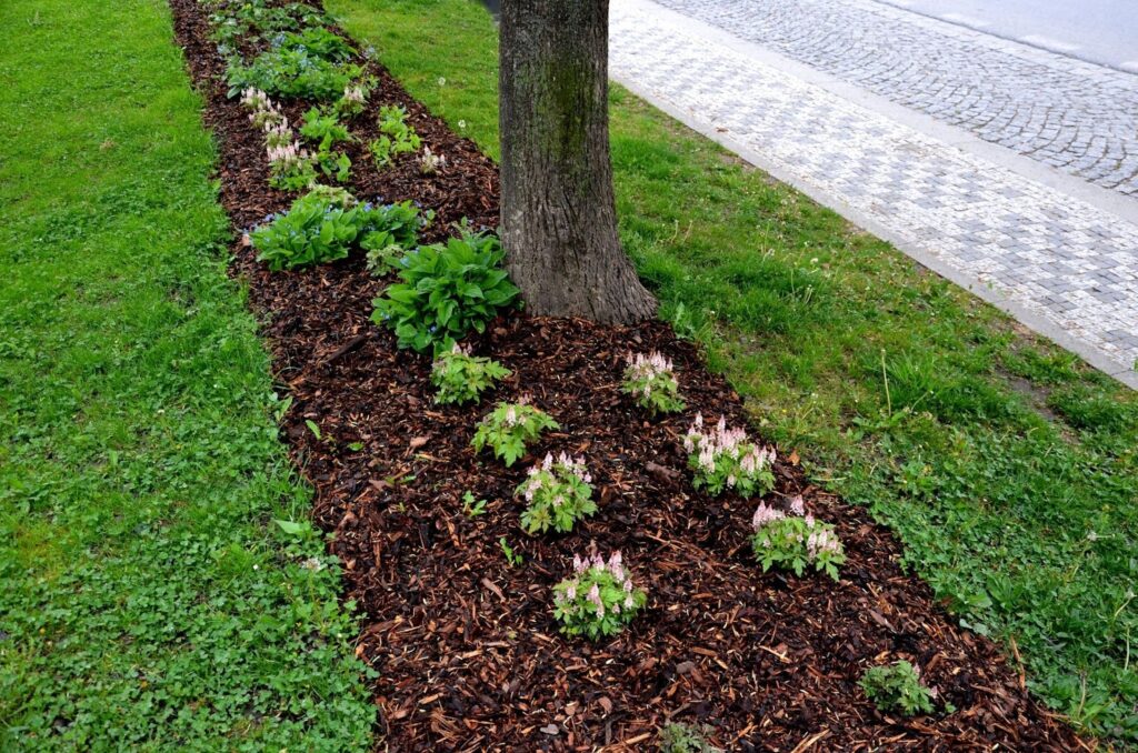 Should I Mulch Around Mature Trees