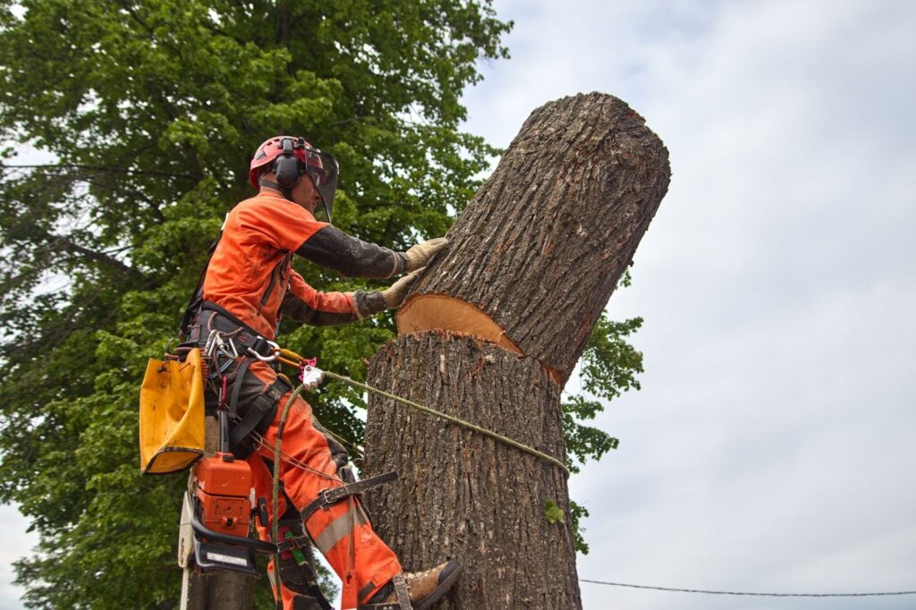 What Is Tree Removal